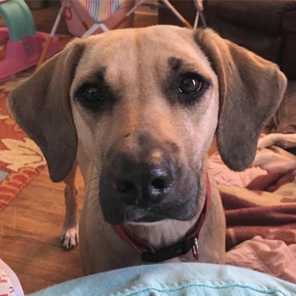 /Images/uploads/Animal Rescue Foundation/puppyprom/entries/3781thumb.jpg